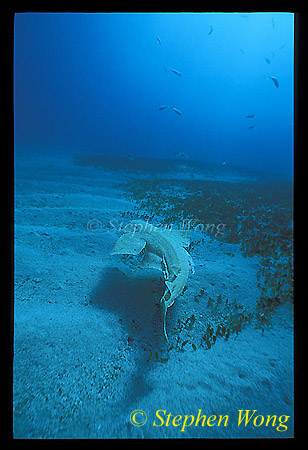 Angel Shark 01, 042803