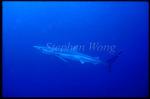 Blue Shark 02