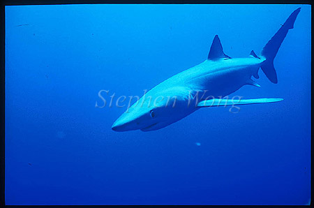 Blue Shark 04