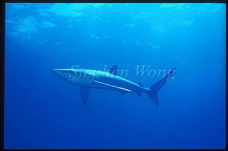 Blue Shark 06