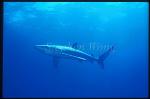Blue Shark 06
