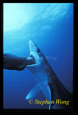 Blue Shark 08, 050103