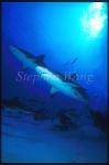 Caribbean Reef Shark 03