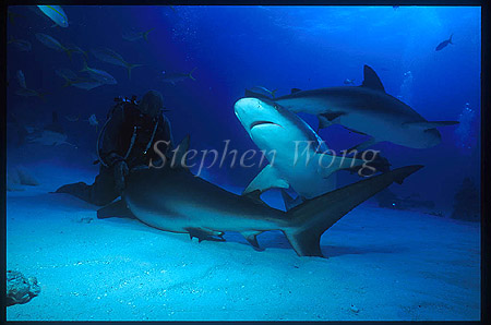 Caribbean Reef Shark 04