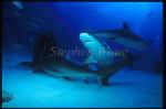 Caribbean Reef Shark 04