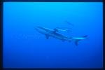 Gray Reef Shark & Rainbow Runners 01
