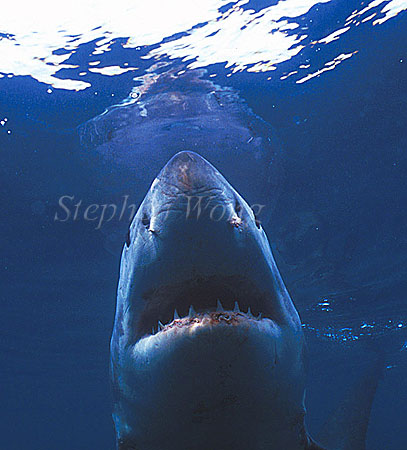 Great White Shark 111