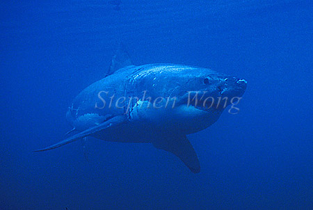 Great White Shark 120