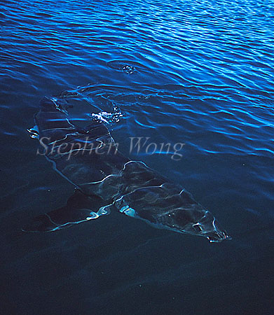 Great White Shark 122