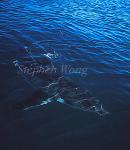 Great White Shark 122