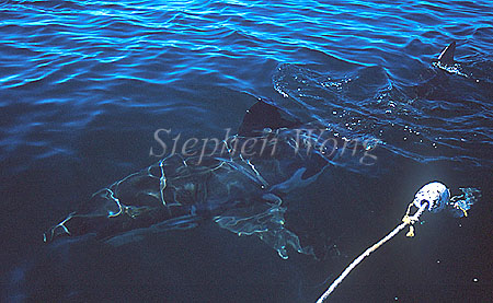 Great White Shark 123