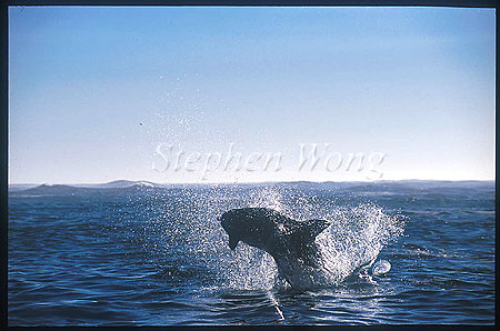 Great White Shark 124 breaching