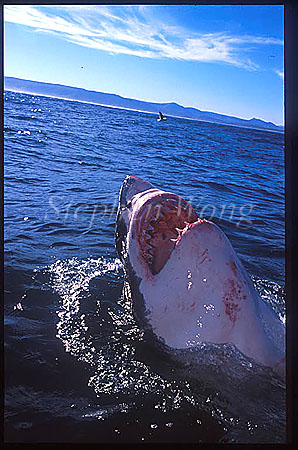 Great White Shark 128