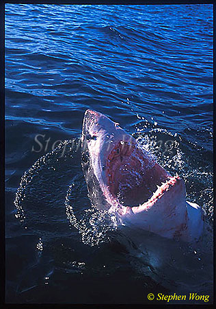 Great White Shark 130