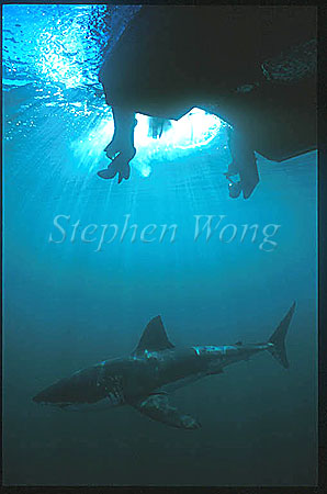 Great White Shark 136