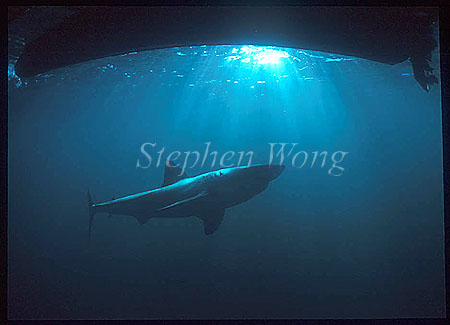 Great White Shark 140