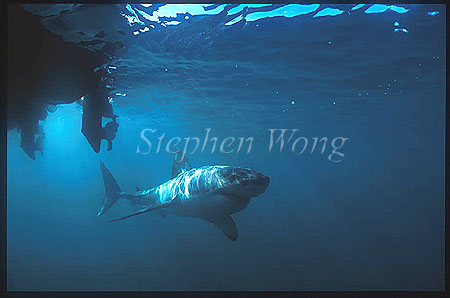 Great White Shark 141