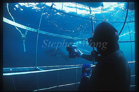 Great White Shark 146 Takako in cage, DyerIsland1999