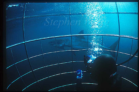 Great White Shark 147 Takako in cage, DyerIsland1999