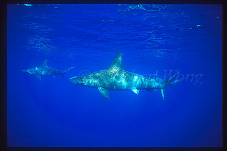 Hammerhead Shark, Scalloped 101