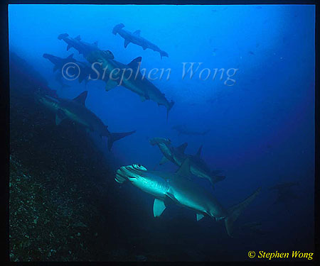 Hammerhead Shark, Scalloped 108