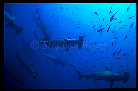Hammerhead Shark, Scalloped 111