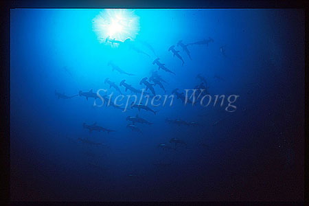 Hammerhead Shark, Scalloped 113