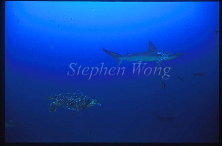 Hammerhead Shark, Scalloped 116 & Green Turtle