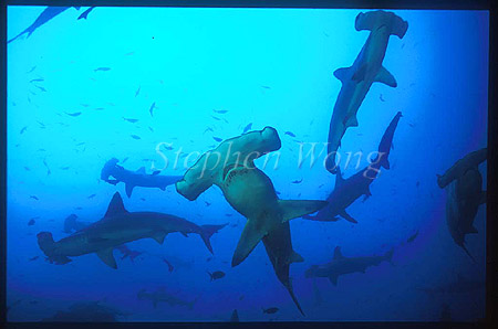 Hammerhead Shark, Scalloped 124