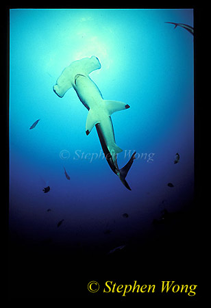 Hammerhead Shark, Scalloped 125, 050103