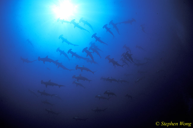 Hammerhead Shark, Scalloped 128, Galapagos 110103