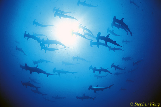 Hammerhead Shark, Scalloped 130, Galapagos 110103