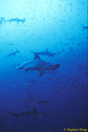 Hammerhead Shark, Scalloped 131, Galapagos 051304