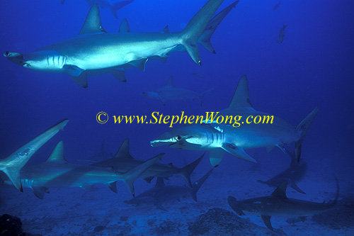 Hammerhead Shark, Scalloped 138 060608