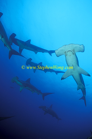 Hammerhead Shark, Scalloped 142 060608