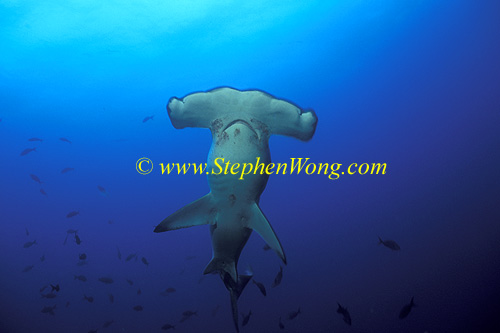 Hammerhead Shark, Scalloped 153 060608