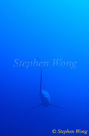 Pelagic Thresher Shark 07
