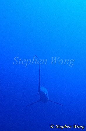 Pelagic Thresher Shark 07