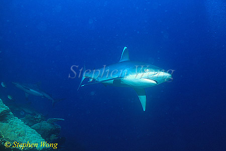 Silvertip Sharks 07
