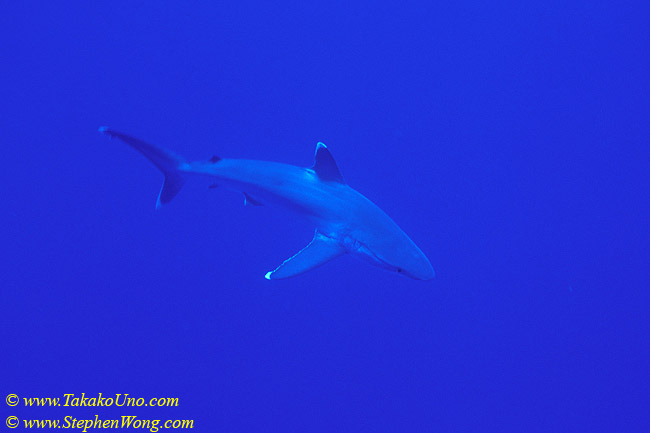 Silvertip Sharks 16 110104