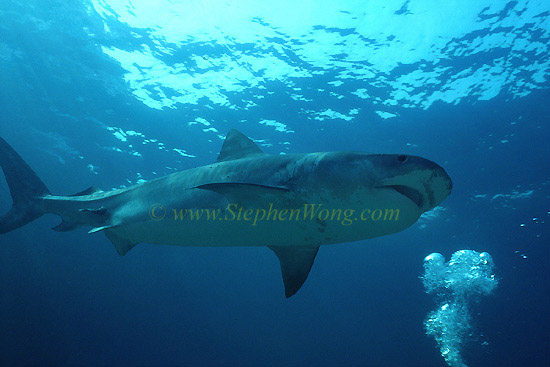 Tiger Shark 109 070804