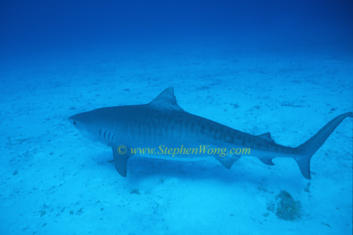Tiger Shark 112 0705