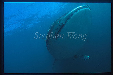 Whale Shark 08 with small trevally