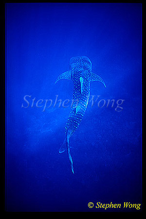 Whale Shark 09