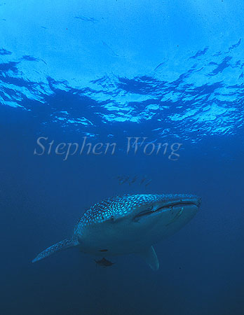 Whale Shark 15