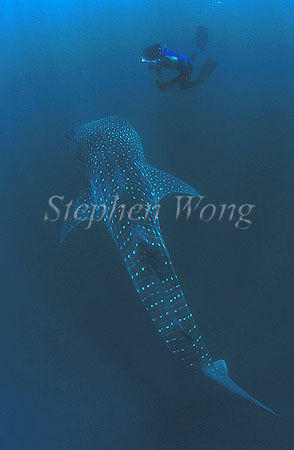 Whale Shark 17 & Michael