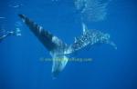 Whale Shark 40 & Takako 0705 Ningaloo2002