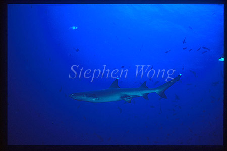 Whitetip Reef Sharks 107 CocosIs CostaRica1992