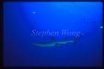 Whitetip Reef Sharks 107 CocosIs CostaRica1992