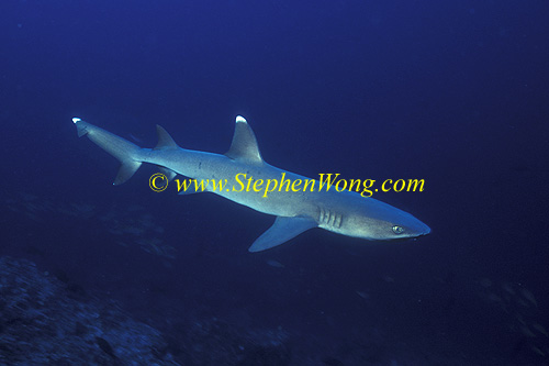 Whitetip Reef Sharks 112 060608